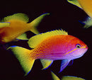 Bimaculatus Anthias (Pseudanthias bimaculatus)
