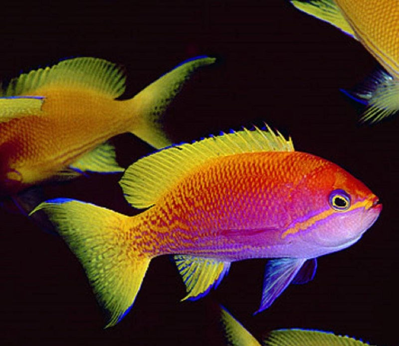 Bimaculatus Anthias (Pseudanthias bimaculatus)