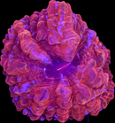 RF Violet Storm Acanthophyllia