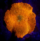 Agent Orange Jawbreaker