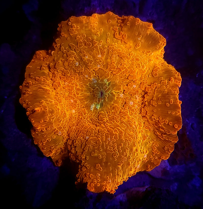 Agent Orange Jawbreaker