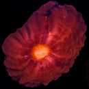 RF Red Lantern Cynarina - WYSIWYG