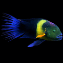 Broomtail Wrasse - Super Male (Cheilinus lunulatus)