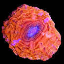 RF Fire Opal Acanthophyllia
