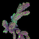 WWC Pineapple Pen Spath 3cm Frag