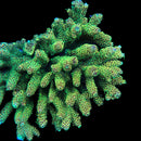 Spotlight Sunset Millepora 3cm Frag