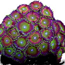 RF Granny Smith Candyapples - 3 Polyps