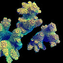 QCC Golden Ticket  3cm Frag