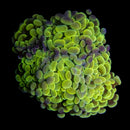 Gold Branching Hammer (Euphyllia paraancora) - WYSIWYG