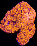 TSA Waldo Montipora - 1" Frag