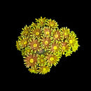 RF Sizzling Sunflower Goniopora