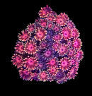 RF Goniopora - WYSIWYG K4