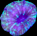 RF Indophyllia