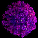 RF Goniopora - WYSIWYG N6