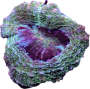 RF Peachy Rainbow Acan Bowerbanki - 2 Heads