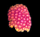 RF Goniopora - WYSIWYG U10