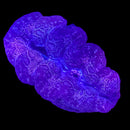 Ultra Blue Leopard Maxima Clam (Tridacna maxima) - DR Large