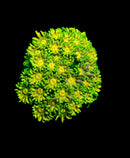 RF Goniopora WYSIWYG W6