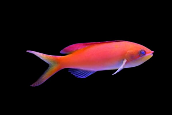 Madder Seaperch Anthias (Pseudanthias dispar)