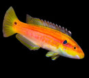 Yellow Candy Hogfish (Bodianus bimaculatus)