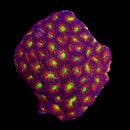RF Rainbow Blast Echinata WYSIWYG