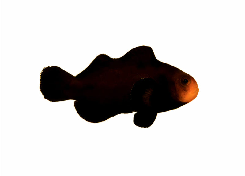 Midnight Clownfish Amphiprion ocellaris