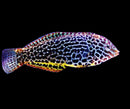 Leopard Wrasse