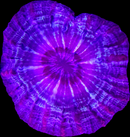 RF Indophyllia