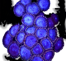 RF Blue Steel - 3 Polyps