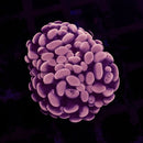 RF Rose Bud Hammer (Euphyllia paraancora) - WYSIWYG
