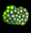 RF Goniopora - WYSIWYG N9