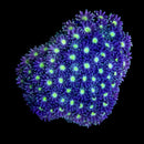 RF Goniopora - WYSIWYG N4