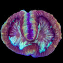 RF Aqua Vein Trachy WYSIWYG)