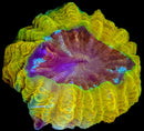 RF Lemon Lava Acanthophyllia