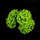 Gold Branching Hammer (Euphyllia paraancora) - WYSIWYG
