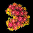 RF Strawberry on Fire - WYSIWYG C4