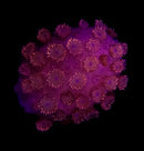 RF Goniopora - WYSIWYG N10