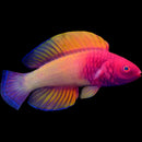 Red Velvet/Rosy-scales Fairy Wrasse
 
 Cirrhilabrus rubrisquamis