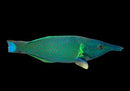 Green Bird Wrasse (Gomphosus varius)