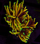 RF Goldfingers Torch Coral