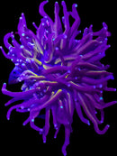 RF Purple Voltage Torch - WYSIWYG
