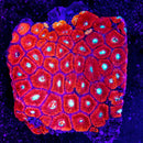 RF Luscious Lips Micromussa