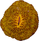RF Daystar Disc Fungia (WYSIWYG)