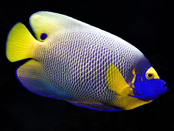 Blueface Angelfish (Pomacanthus xanthometopon)