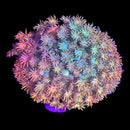 RF Goniopora - WYSIWYG Q2