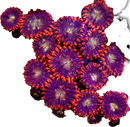 RF Blood Elf - 5 Polyps