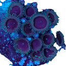 RF Wormhole Palythoa - 1 Polyp