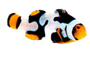 Onxy Gladiator Clownfish (Amphiprion ocellaris)
