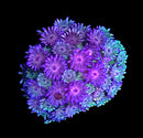 RF Goniopora - WYSIWYG Q6