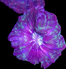 RF Indophyllia